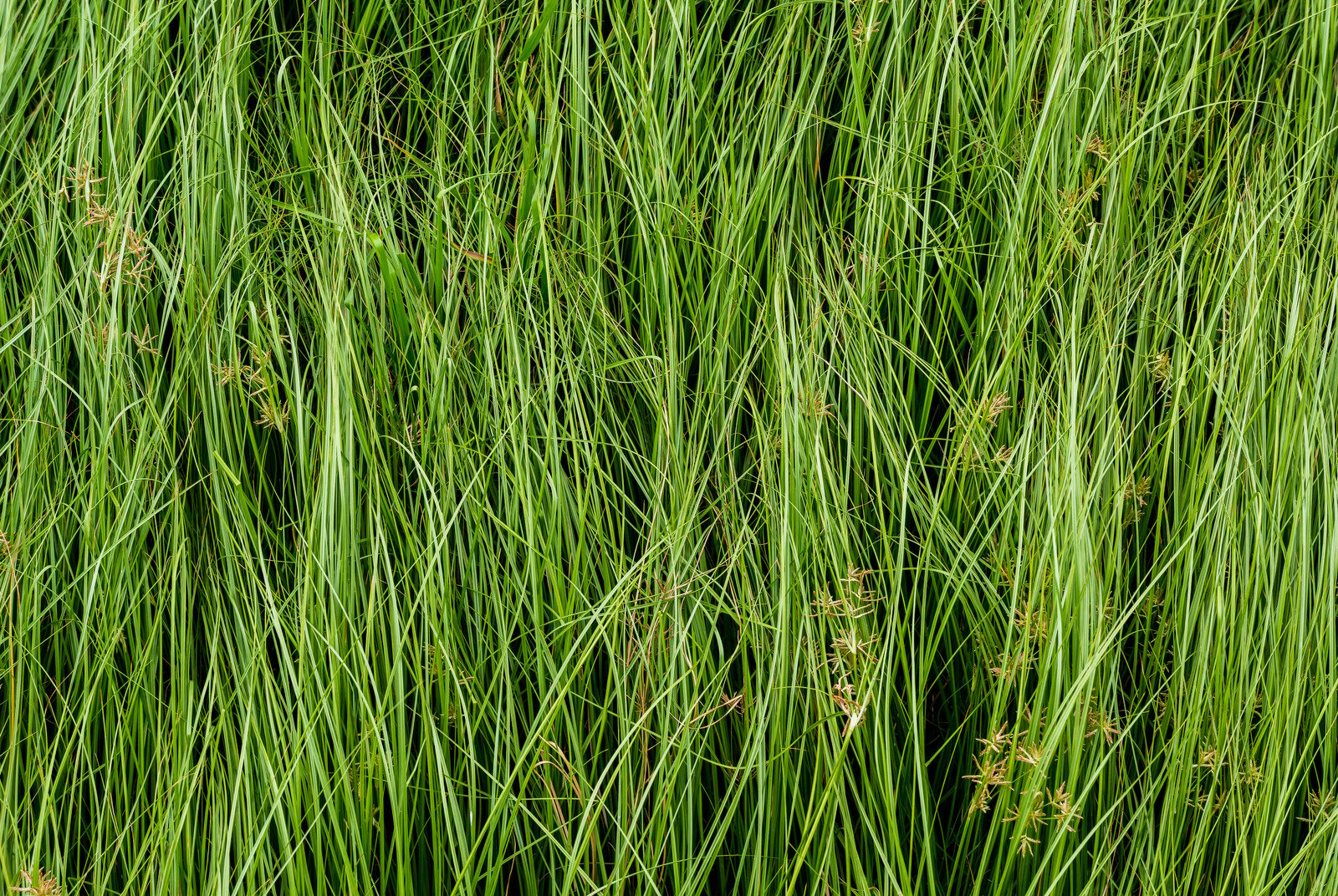 nutsedge-the-role-of-soil-types-in-controlling-and-treating-it