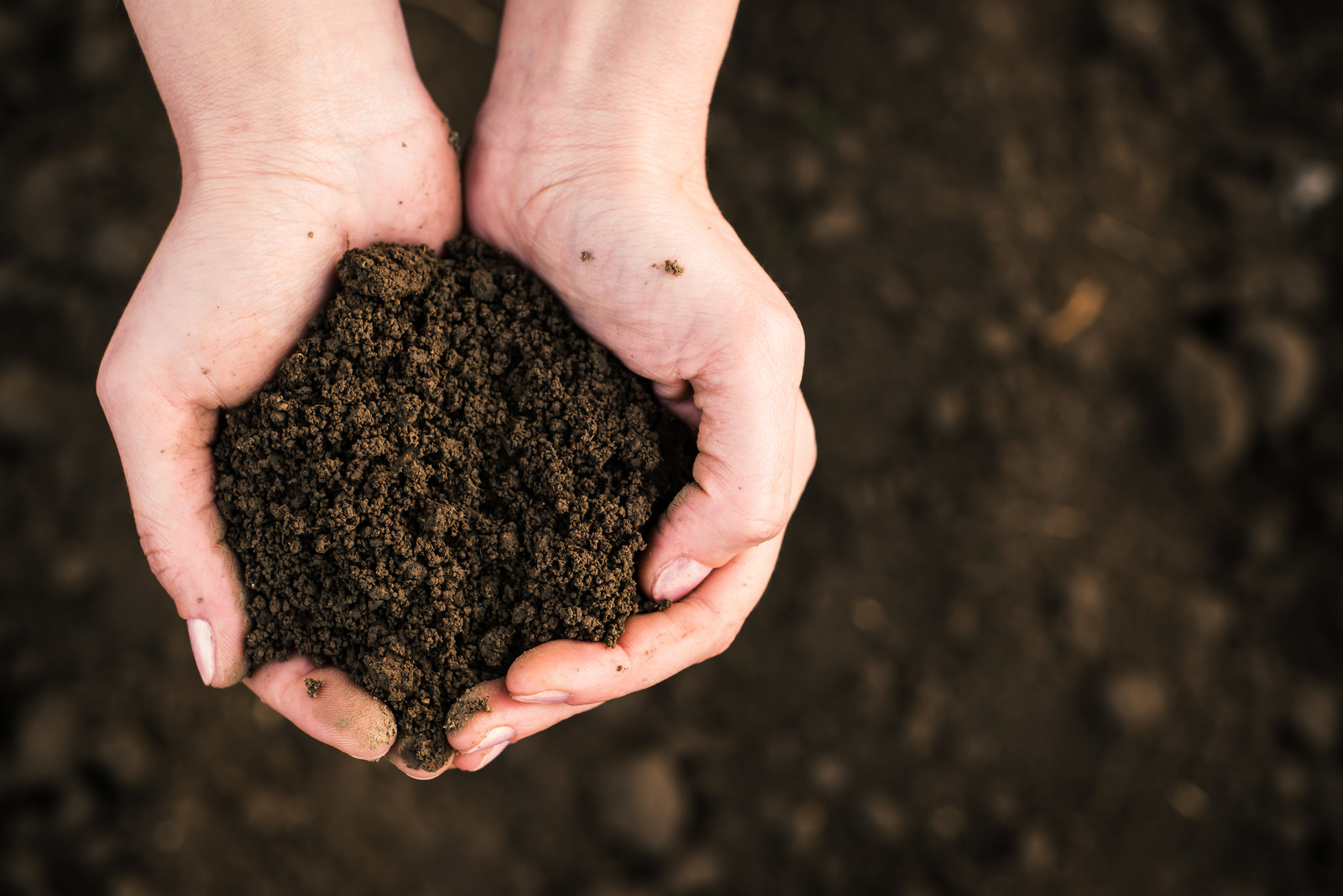 Should I Use Fill Dirt Or Topsoil at Sandra Wenzel blog